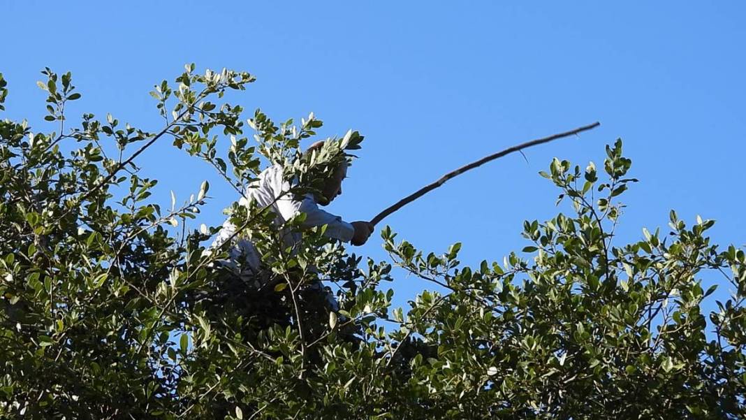 Dalında 7 lira, fabrikadan çıkınca 1500 lira! Dünyaya ihraç ediyorlar, bir köy böyle zengin oldu 8